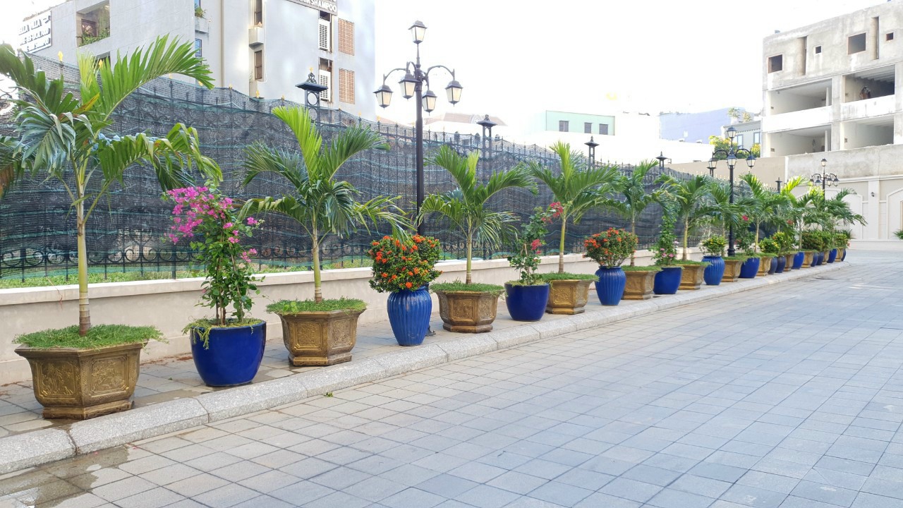 CHĂM SÓC CÂY XANH TRONG NHA